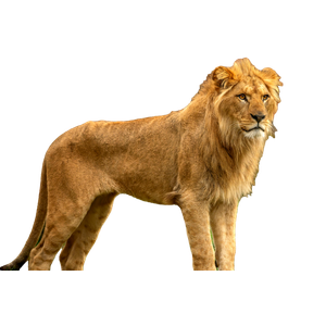 A Majestic Lion With A Prominent Mane Stands Proudly In The Wild, Embodying Strength And Grace. 18066 - Cat PNG image with transparent background